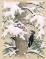 William Zimmerman - Three-toed Woodpecker